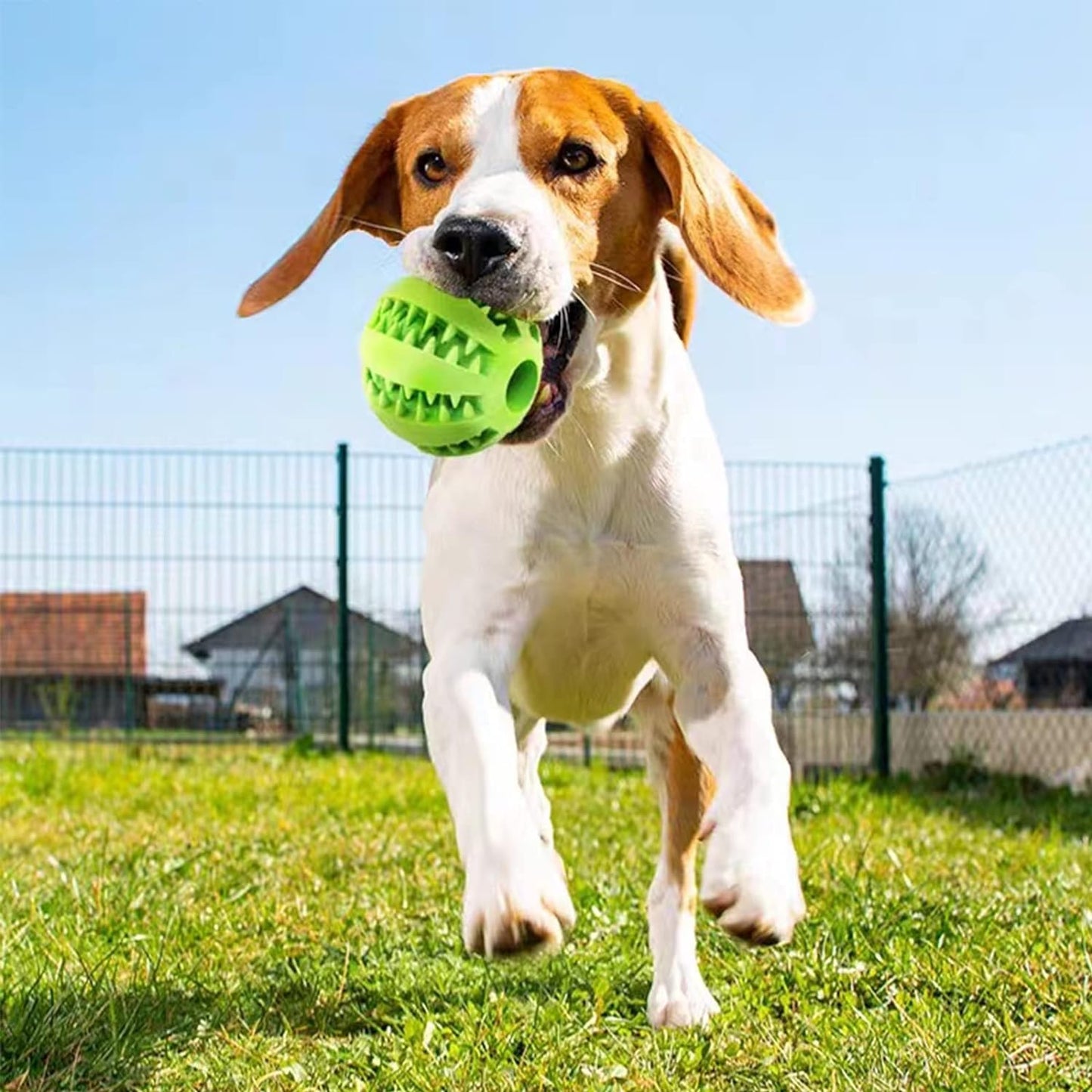 Dog Chewing Ball