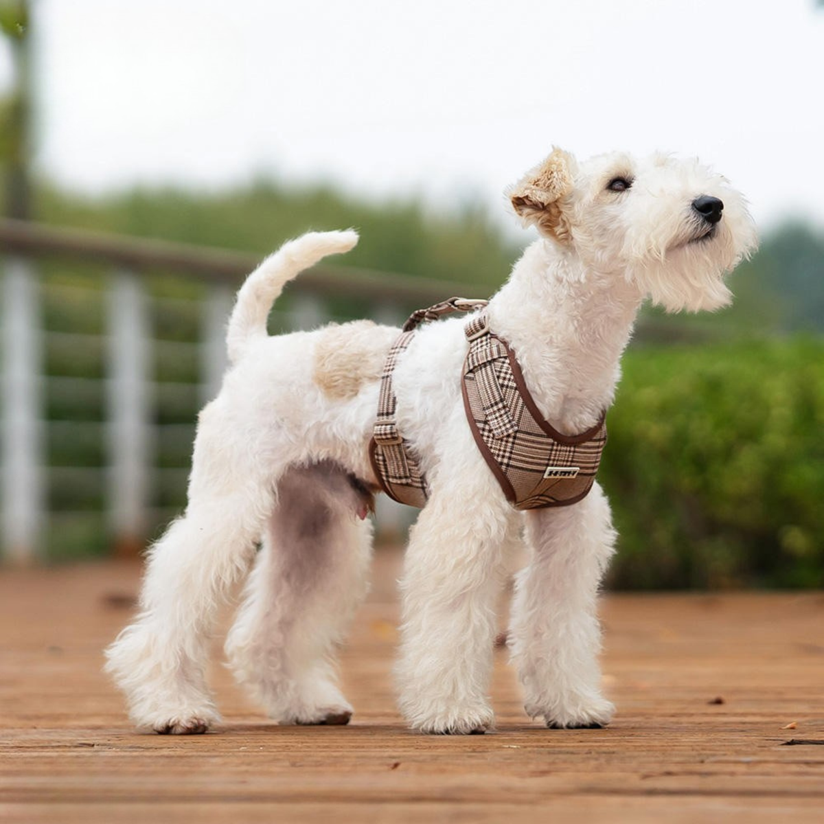 Dog Harness with Leash