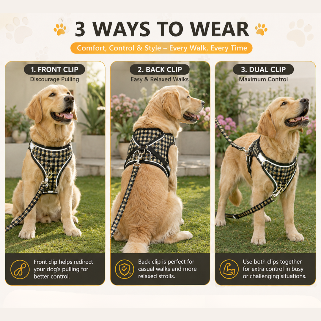 3 Ways To Wear Dog Leash and Harness