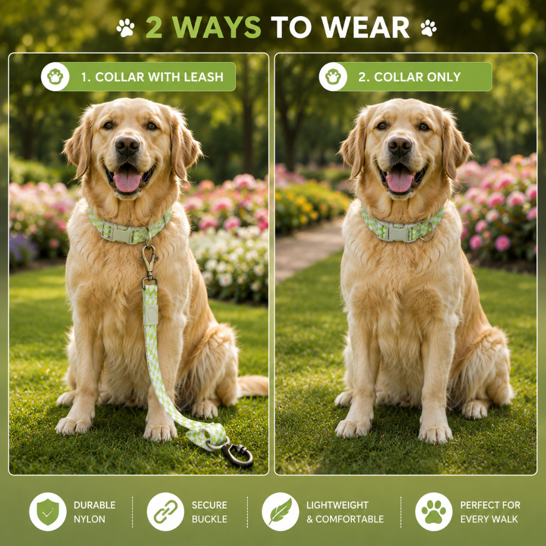 Showing 2 Ways to Wear Dog Collar and Leash