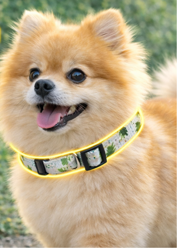 Showing a Dog Wear Dog Collar