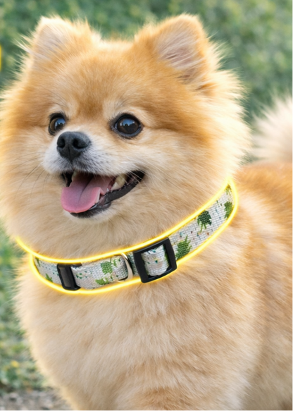 Showing a Dog Wear Dog Collar